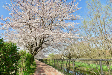 空堀川の桜