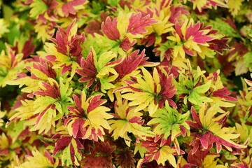Colorful Coleus or Painted nettle (Solenostemon scutellarioides), Decoration leaf plant in a garden, Spring season