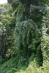 Kudzu Covers and Smothers a Large Tree in Southeastern USA