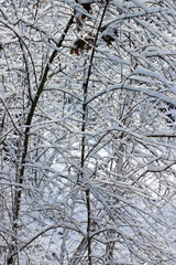 Fototapeta premium Snowy Winter Thicket