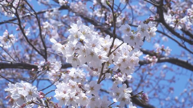 そよ風に揺れる桜の花と青空