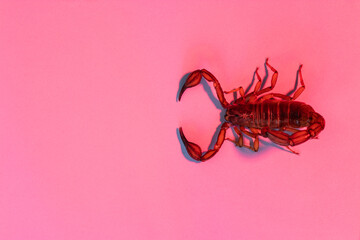 Scorpion ready to attack with the stinger on red background