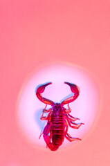 Scorpion ready to attack with the stinger on red background