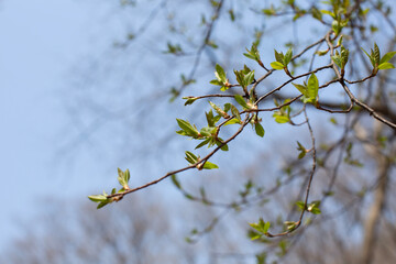 spring tree branch