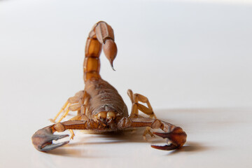 Scorpion ready to attack with the stinger on white background
