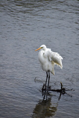 川で毛を立てるダイサギ