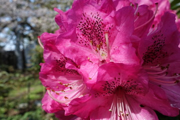 flower garden