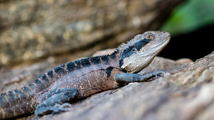 Australian Water Dragon found in Royal National Park