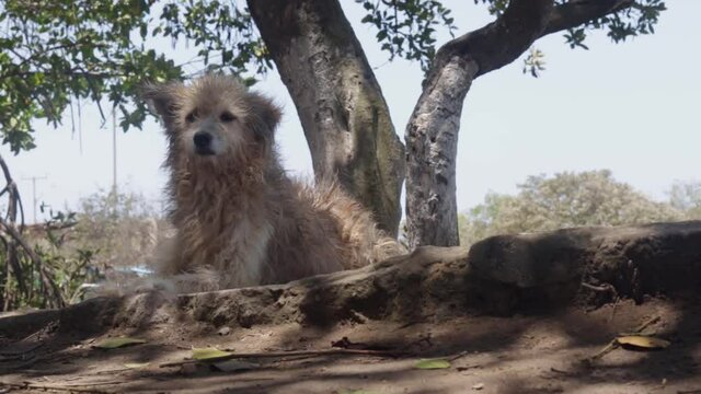 perro callejero 