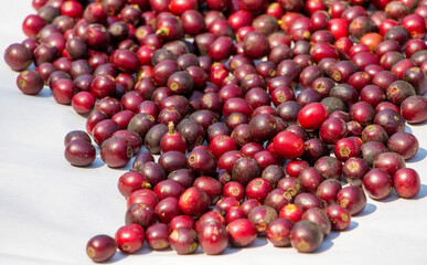 red organic arabica coffee cherry drying in a natural process under the sunlight in a coffee farm of northern Thailand