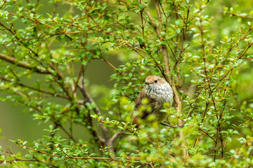 The Brown Thornbill (Acanthiza pusilla) is a small bird with olive-brown to grey upperparts, with a warm reddish-brown forehead scalloped with paler markings.