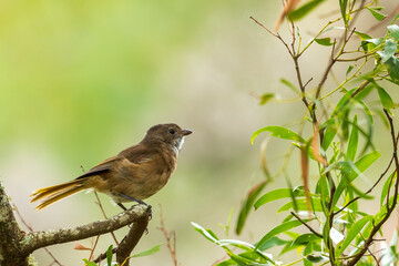 A medium-sized reddish-brown stocky bird with a grey head and a whitish throat known as the Olive Whistler (Pachycephala olivacea).