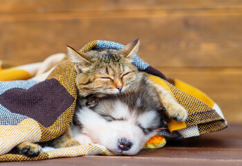 Tabby cat and malamute puppy sleep on a plaid blanket in an embrace.