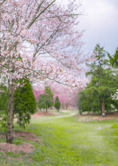 봄의 벚꽃놀이- cherryblossom