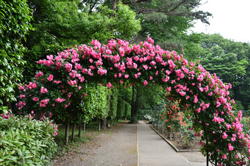 Gate of pink rose, angela