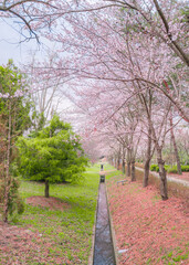 봄의 벚꽃놀이- cherryblossom