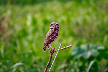 Owl - Athene cunicularia