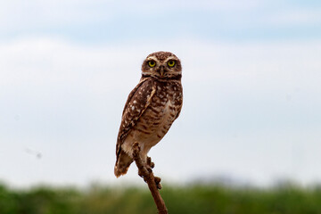 Owl - Athene cunicularia