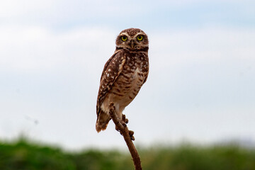 Owl - Athene cunicularia
