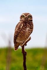Owl - Athene cunicularia