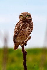Owl - Athene cunicularia