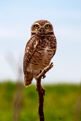 Owl - Athene cunicularia