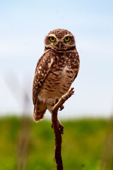 Owl - Athene cunicularia