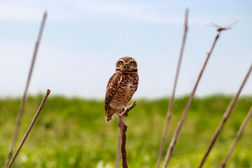 Owl - Athene cunicularia