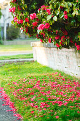 Many red camellia flowers scattered over the grass; Red camellia blossoms on bush and covering the grass and sidewalk.