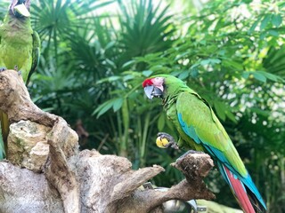 Beautiful military macaw having a snack.