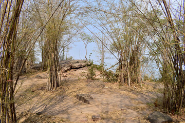 Fototapeta na wymiar Dry Bamboo forest in summer