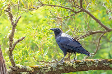A large and heavy corvid, almost completely black, with a large bill and short tail known as the Forest Raven (Corvus tasmanicus).