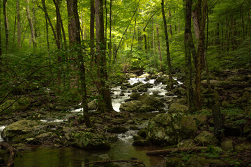 Cedar Run Falls Trail - Shenandoah National Park, Virginia