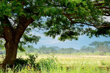Big green tree on green fields beautiful landscape