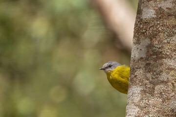 A medium sized mainly yellow robin with a grey back and head known as the Eastern Yellow Robin (Eopsaltria australis).