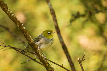 A small bird with a conspicuous ring of white feathers around the eye known as a Silvereye (Zosterops lateralis) perched among foliage.
