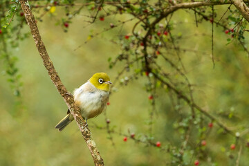 A small bird with a conspicuous ring of white feathers around the eye known as a Silvereye (Zosterops lateralis) perched among foliage.