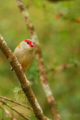 Red-browed Finch (Neochmia temporalis) subspecies 