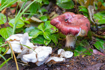 Mushroom and Snail in PNW