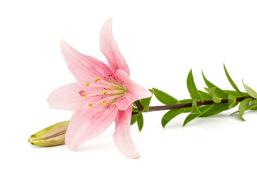 Pink lily flower, isolated on white background