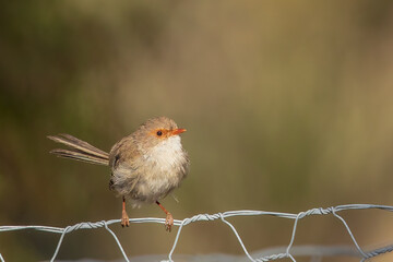An adult female Superb Fairywren (Malurus cyaneus) perched on wire.