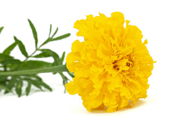 Yellow flower of marigold (lat. Tagetes), isolated on white background