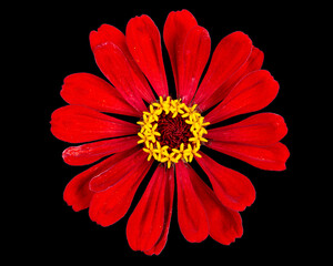 Red flower of zinnia, isolated on black background