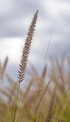 Fototapeta premium Wild grass with natural background softly blurred