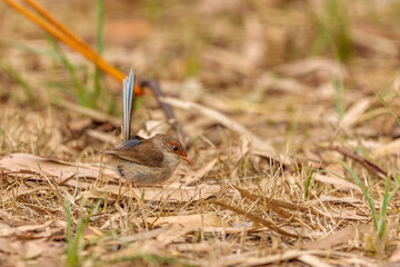 An adult female Superb Fairywren (Malurus cyaneus).