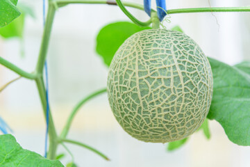 Closeup to  fresh melon in greenhouse