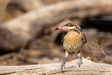 The Spiny-cheeked Honeyeater (Acanthagenys rufogularis) is a large, cinnamon-breasted honeyeater with dark-tipped pink bill. 