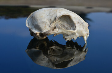 A cat skull on the hood of a car studies bones teeth from multiple sides. a scary creature in a...