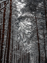 Road Among Snow Covered Trees In The Winter Forest. Landscape. Beautiful Winter Morning In A Snow Covered Pine Fore. January in a dense forest seasonal view. Image for wallpaper