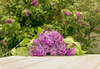 Branch of blooming lilac on white rustic wooden surface with lilac shrub on the background. Space for product or text on foreground